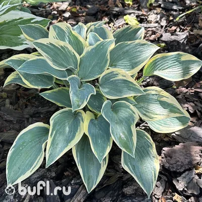 Hosta 'First Frost' – Loen Nursery, Inc.