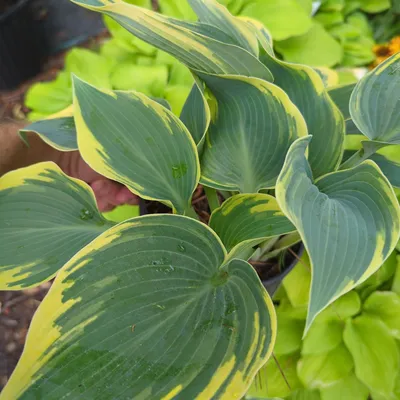 First Frost Hosta – Wilson Nurseries