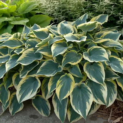 First Frost' Hosta