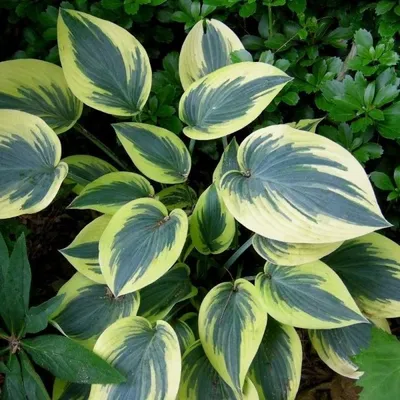 Hosta, Blue-Green Leaf 'First Frost'