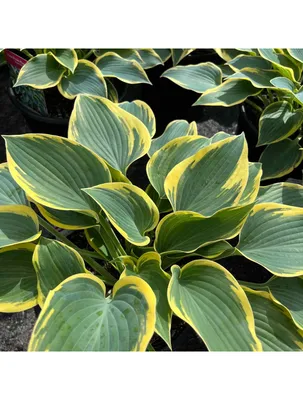 Hosta 'First Frost' | Kennedy's Country Gardens | Garden Center | Scituate,  MA