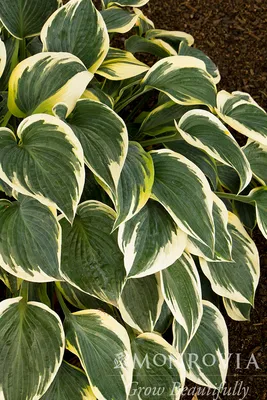 Hosta, First Frost