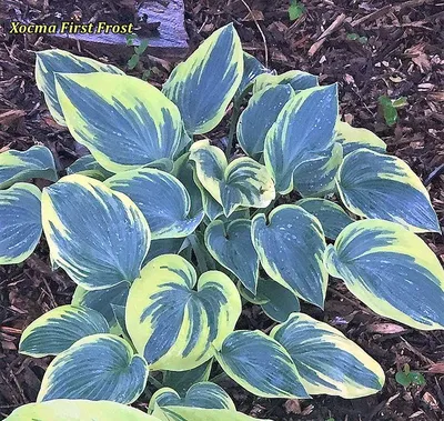 hosta `First Frost` | Eliseaed | E-Pood