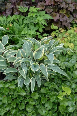 Hosta 'First Frost' Stock Photo - Alamy