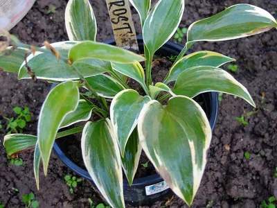 Hosta 'First Frost' - Plantain Lily (3.5\" Pot) | Little Prince To Go