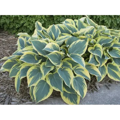 First Frost Hosta - Hosta 'First Frost' – ServeScape