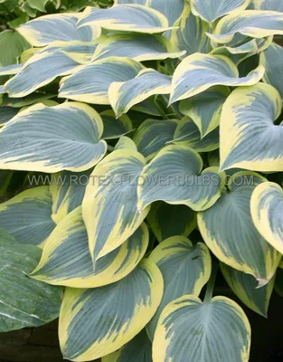 Hosta First Frost