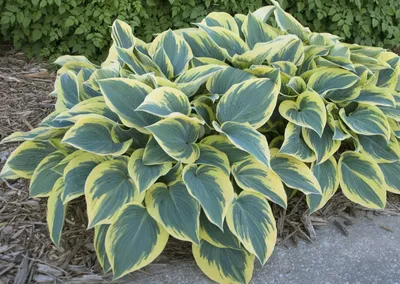 hosta First Frost