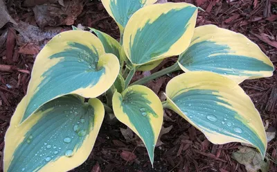 First Frost Hosta - Monrovia