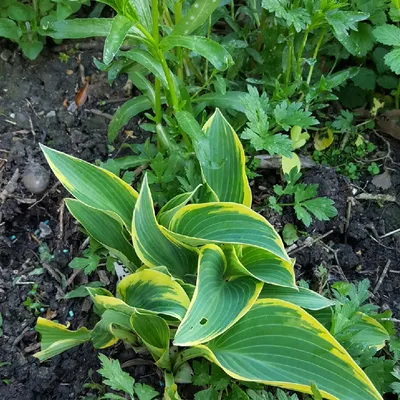 Hosta 'First Frost' - Midwest Groundcovers, LLC