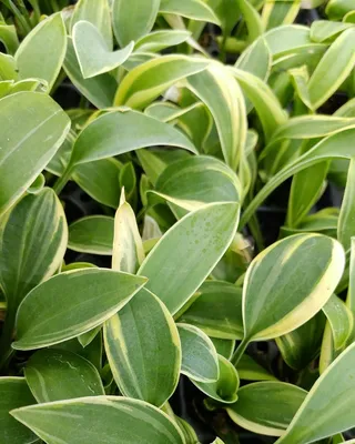 Image Funkia (Hosta First Frost) - 607099 - Images de plantes et de jardins  - botanikfoto