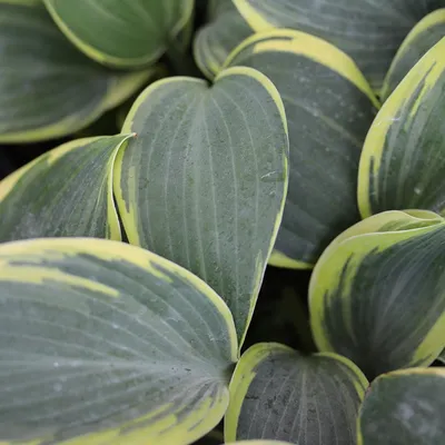 Хоста Фёрст Фрост (Hosta First Frost) купить в blumgarden.ru