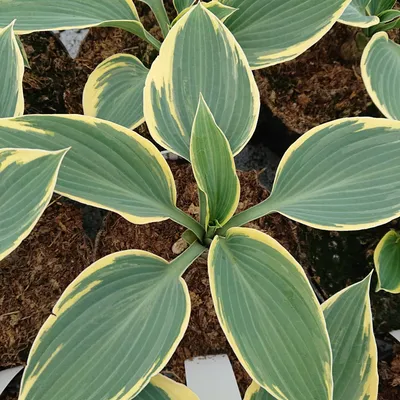 Hosta 'First Frost' - Plantain Lily (3.5\" Pot) | Little Prince To Go