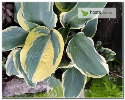 HOSTA HYBRIDA 'FIRST FROST' I (25 P.BAG) | Rotex Flowerbulbs BV