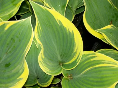 Hosta 'First Frost', Plantain Lily 'First Frost' in GardenTags plant  encyclopedia