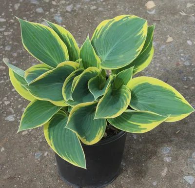 Hosta x 'First Frost' Hosta 'First Frost' from Plantworks Nursery