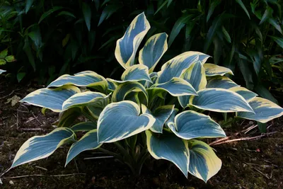 Hosta First Frost liners from Emerald Coast Growers