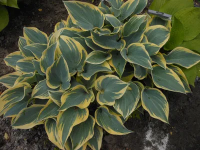 Hosta 'First Frost' (Funkia) - Lundagers Gartneri