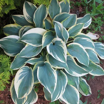 Hosta.com.ua. Хоста First Frost (Ферст Фрост), из частной коллекции хост в  Украине