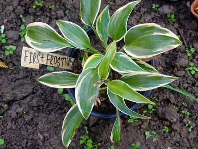 Hosta 'First Frost' – Loen Nursery, Inc.