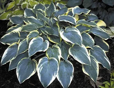 Hosta 'First Frost' (v) – Ballyrobert Gardens