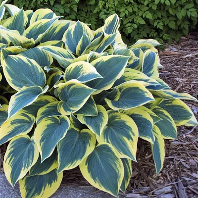 First Frost Hosta - Shade Perennial - Quart Pot - Hirt's Gardens