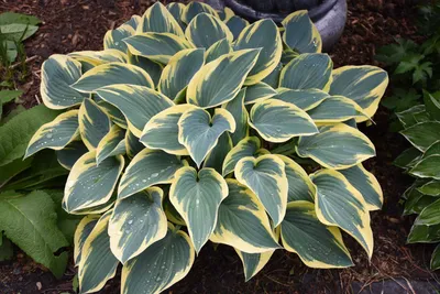 Хоста Фёрст Фрост (Hosta First Frost) купить в blumgarden.ru