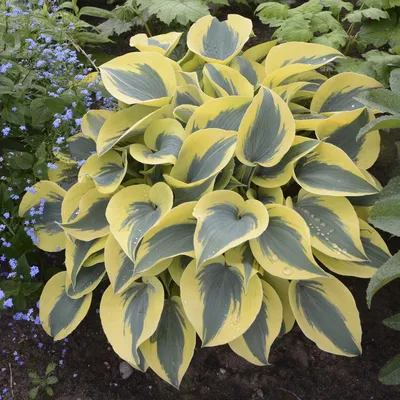 First Frost Hosta Funkia