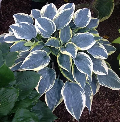 Hosta First Frost - Pépinière Locas