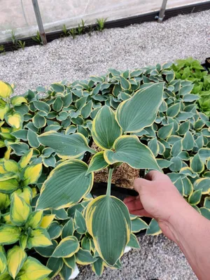 Hosta SHADOWLAND Autumn Frost - Buy Hostas Perennials Online