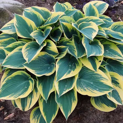 Hosta 'First Frost' | Kennedy's Country Gardens | Garden Center | Scituate,  MA