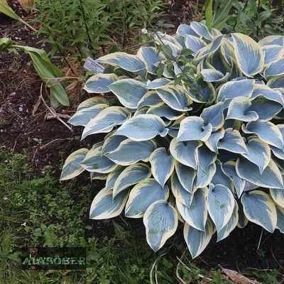 hosta `First Frost` | Eliseaed | E-Pood