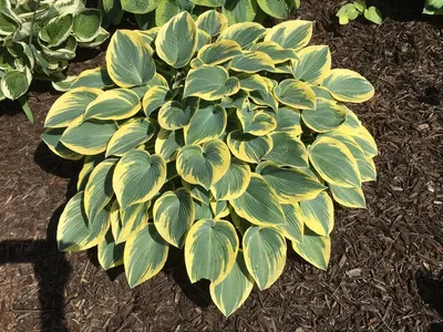 Buy \"First Frost\" Hosta | Live Shade Loving Hosta Plant That Flowers –  Weaver Family Farms Nursery