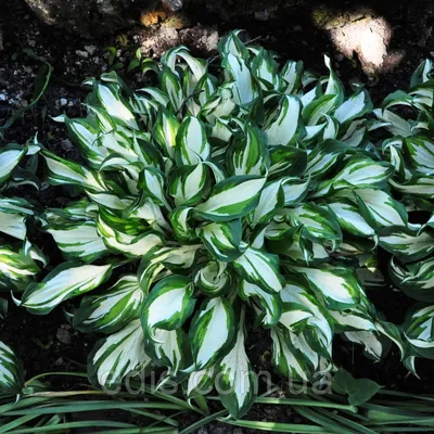 Хоста волнистая 'Медиовариегата' (Hosta undulata 'Mediovariegata') -  Питомник и Садовый центр Русские Деревья