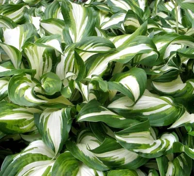 Хоста волнистая 'Медиовариегата' (Hosta undulata 'Mediovariegata') -  Питомник и Садовый центр Русские Деревья