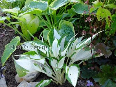 Хоста волнистая \"Медиовариегата\" (Hosta Undulata Mediovariegata), саженцы  (ID#1186438869), цена: 65 ₴, купить на Prom.ua