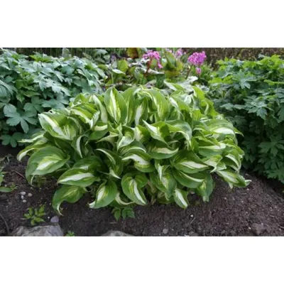 Хоста Медиовариегата, Hosta Mediovariegata (ID#1369841775), цена: 89 ₴,  купить на Prom.ua