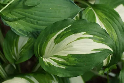 Саженец хосты волнистой Медиовариегата фото и описание сорта 🌱 купить  саженец хосты волнистой Медиовариегата почтой недорого в Москве