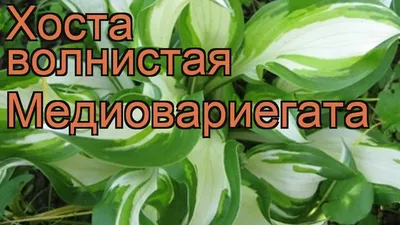 Хоста Медиовариегата (Волнистая)