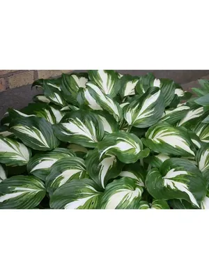 Хоста Медиовариегата, Hosta Mediovariegata (ID#1369841775), цена: 89 ₴,  купить на Prom.ua