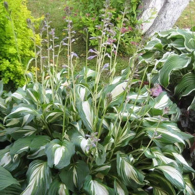 Хоста волнистая (Hosta undulata `Mediovariegata`) - Бордюры - По областям  применения - Каталог - LESKOVO-PITOMNIK.ru