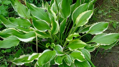 Хоста волнистая Mediovariegata (Hosta undulata) - Питомник растений  \"ВРЕМЕНА ГОДА\"