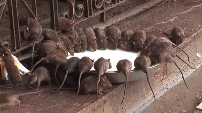 Храм крыс в индии фото фото