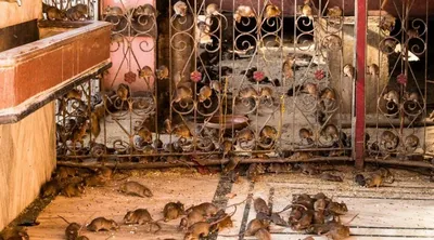 Храм Крыс в Индии, где ходишь через стаи крыс босым | Азия без фотошопа |  Дзен