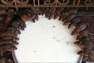 Карни Мата храм 20 000 крыс — Индия
