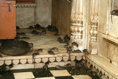 Индийский храм, где поклоняются живым крысам