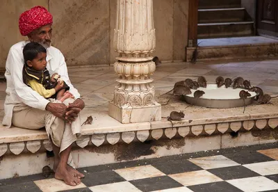 Храм крыс Шри Карни Мата в Индии | Индия, Храм, Паломники