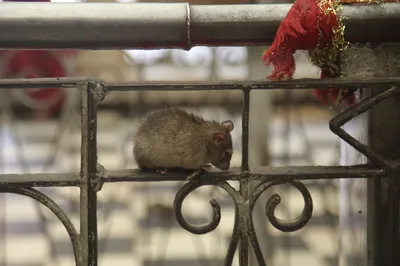Крысиный рай: индийский храм, в котором поклоняются грызунам | ВКонтакте