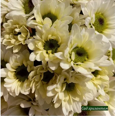 Букет из 11 разноцветных хризантем - купить в Москве по цене 3290 р - Magic  Flower