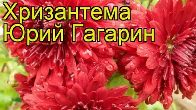 Купить Великолепные Хризантемы «Хризантема Оптимист» в Надыме - «Флоренция»